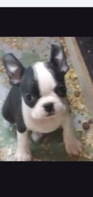 Les chiots de Boston Terrier