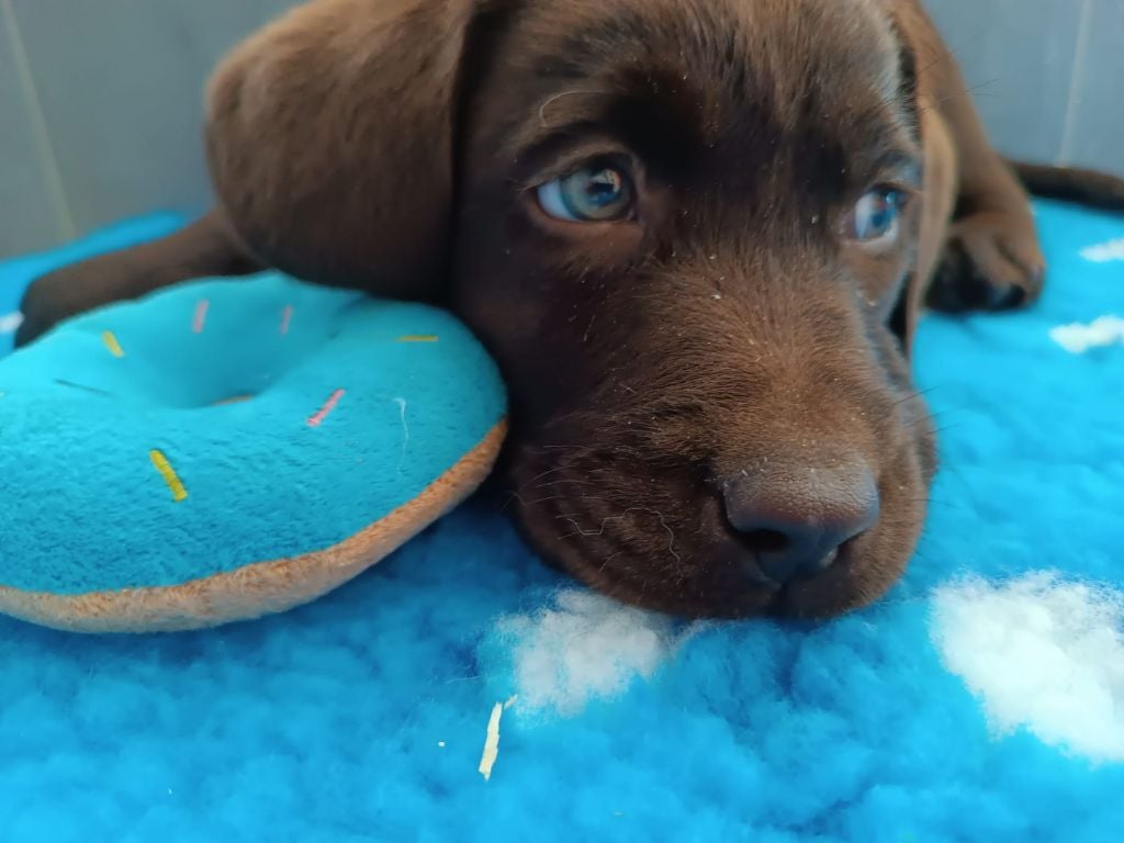 CHIOT 3 - Labrador Retriever