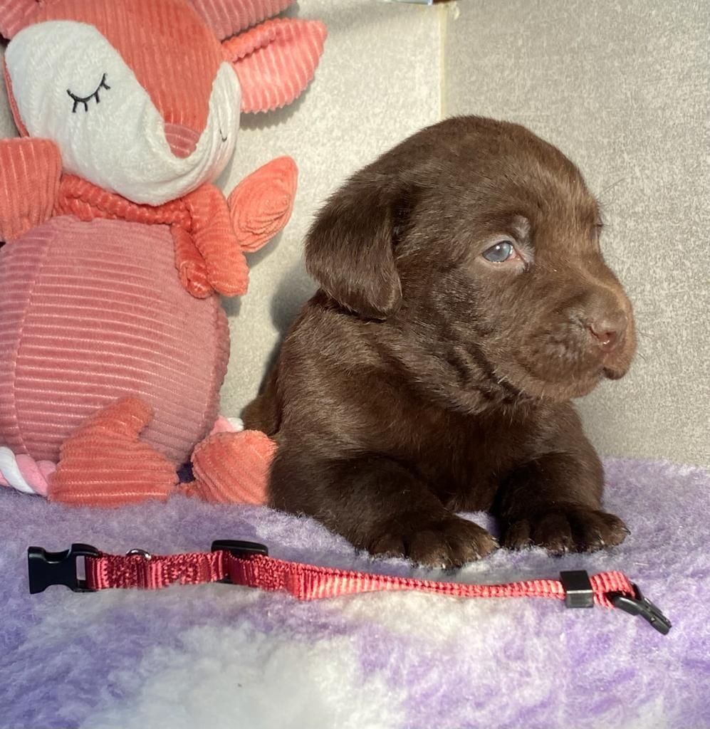 CHIOT 7 - Labrador Retriever