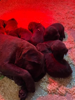 CHIOT 5 - Labrador Retriever