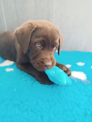 CHIOT 1 - Labrador Retriever