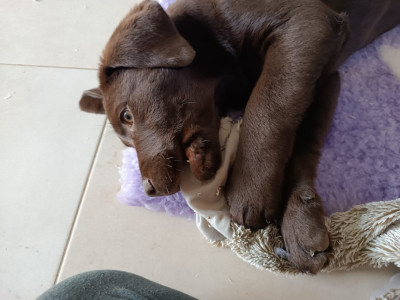 Les chiots de Labrador Retriever