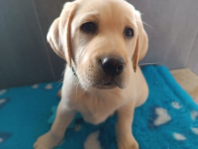 Les chiots de Labrador Retriever