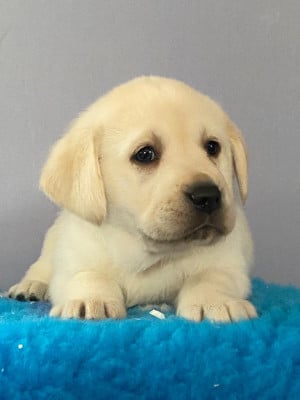Les chiots de Labrador Retriever