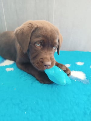 Les chiots de Labrador Retriever