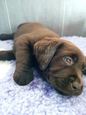 Les chiots de Labrador Retriever