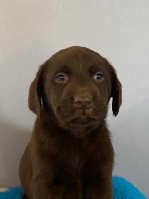 Les chiots de Labrador Retriever