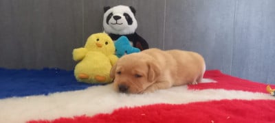 Les chiots de Labrador Retriever