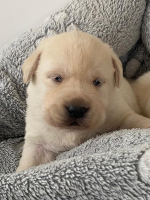 Les chiots de Labrador Retriever