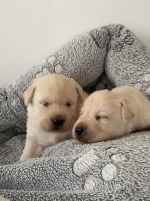 Les chiots de Labrador Retriever