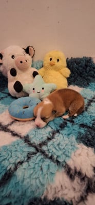 Les chiots de Welsh Corgi Pembroke