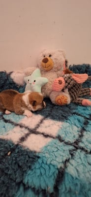 Les chiots de Welsh Corgi Pembroke