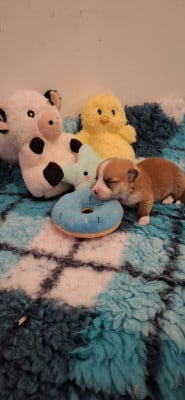 Les chiots de Welsh Corgi Pembroke
