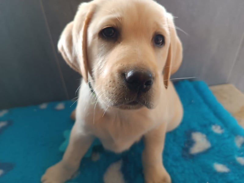 Labrador Retriever - Des Gazons D'Ile De France