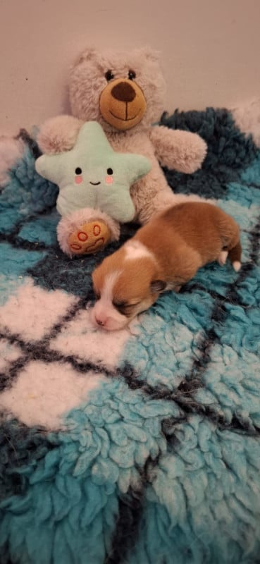 Welsh Corgi Pembroke - Des Gazons D'Ile De France