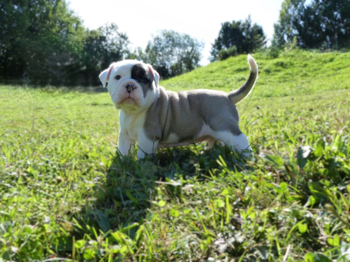 Valkyrie ( Freyja ) Du Val Dore D'Ourea