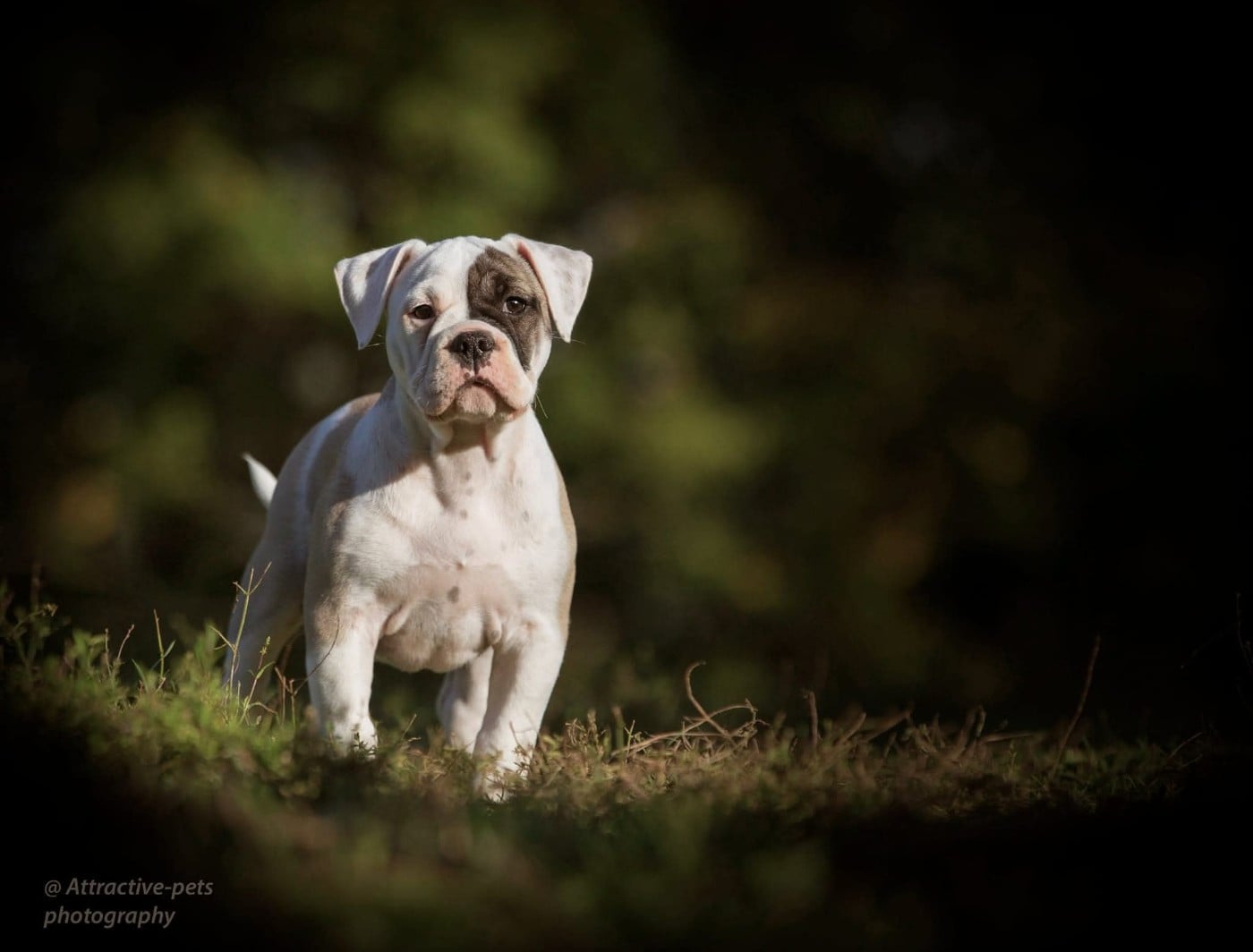 Valkyrie ( Freyja ) Du Val Dore D'Ourea