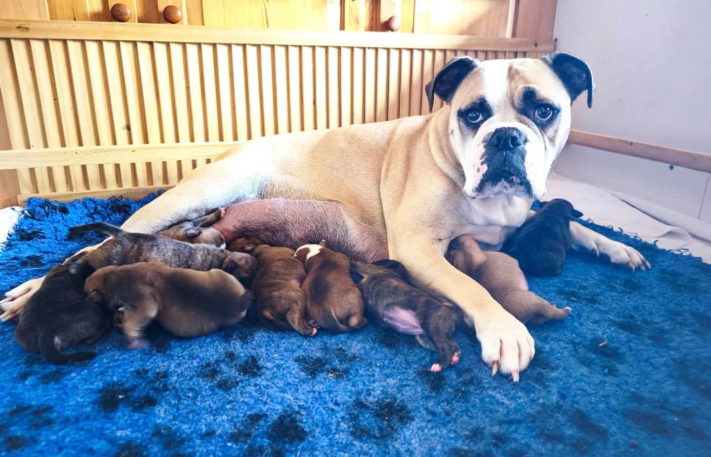 Bulldog continental - Du Val Dore D'Ourea