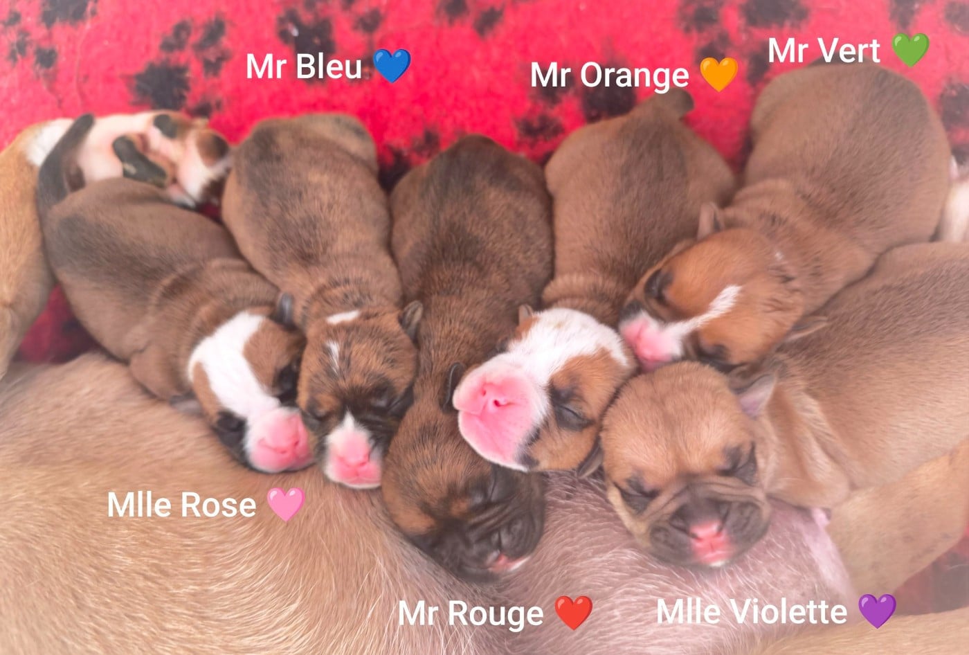 Bulldog continental - Du Val Dore D'Ourea