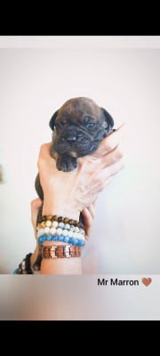 Les chiots de Bulldog continental