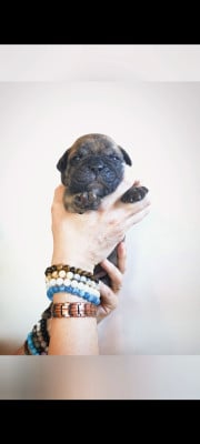 Les chiots de Bulldog continental