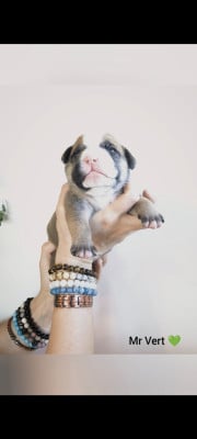 Les chiots de Bulldog continental