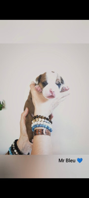 Les chiots de Bulldog continental