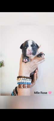 Les chiots de Bulldog continental