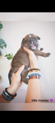 Les chiots de Bulldog continental