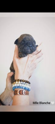 Les chiots de Bulldog continental