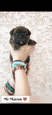 Les chiots de Bulldog continental