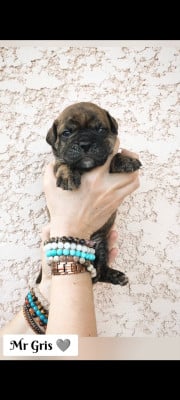 Les chiots de Bulldog continental