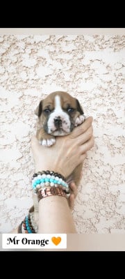 Les chiots de Bulldog continental