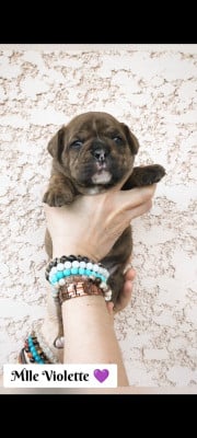 Les chiots de Bulldog continental