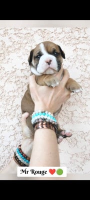 Les chiots de Bulldog continental