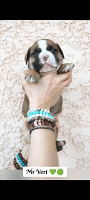 Les chiots de Bulldog continental