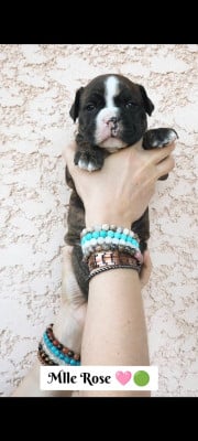 Les chiots de Bulldog continental