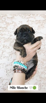 Les chiots de Bulldog continental