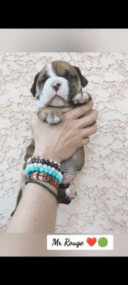 Les chiots de Bulldog continental