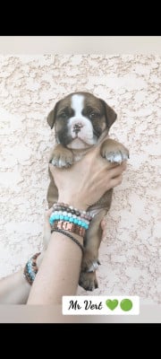 Les chiots de Bulldog continental