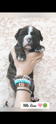 Les chiots de Bulldog continental