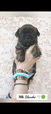 Les chiots de Bulldog continental