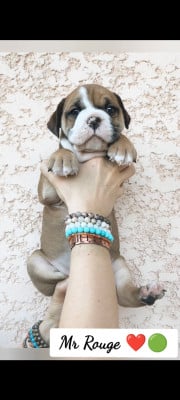 Les chiots de Bulldog continental