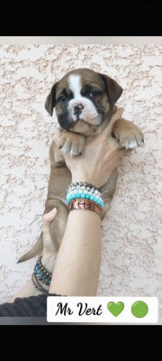 Les chiots de Bulldog continental