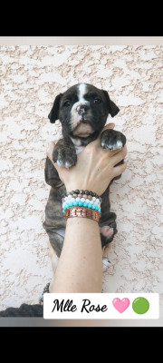 Les chiots de Bulldog continental