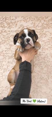 Les chiots de Bulldog continental
