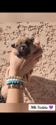 Les chiots de Bulldog continental