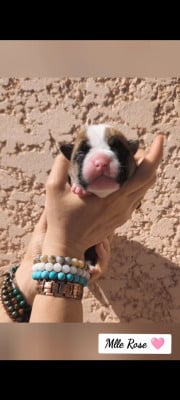 Les chiots de Bulldog continental