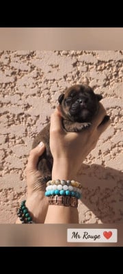 Les chiots de Bulldog continental
