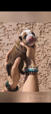 Les chiots de Bulldog continental